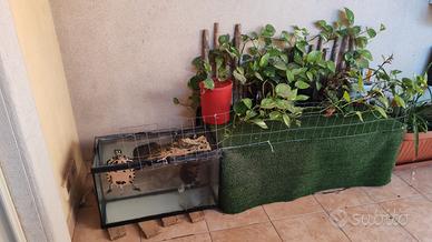 Tartarughe più acquario