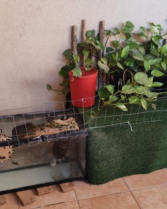 Tartarughe più acquario