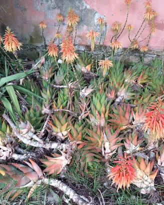 aloe piante grasse