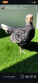 Galline - Pulcinotti Sebright Oro e Argento