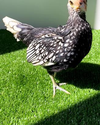 Galline - Pulcinotti Sebright Oro e Argento