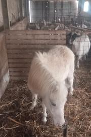 Pony