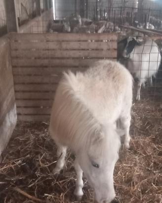 Pony
