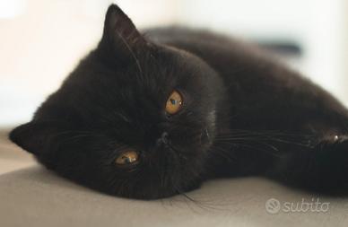 Exoticshorthair Sana Nera Exotic