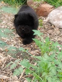 Chow Chow pedigree Enci
