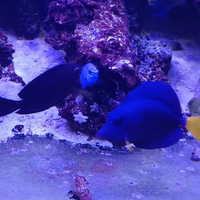 Pesci marini tropicali