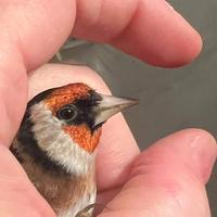 Cambio maschio x femmina cardellina nostrana