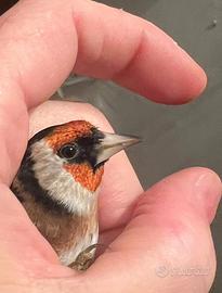 Cambio maschio x femmina cardellina nostrana