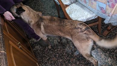 Pastore belga malinois