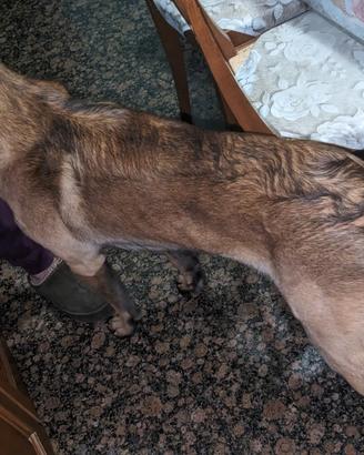 Pastore belga malinois