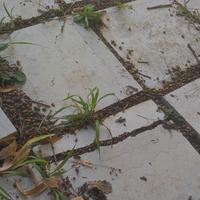 piastrelle marmo (forse travertino)