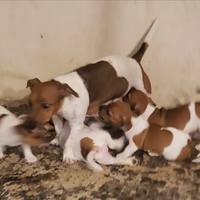 Cuccioli di Jack russel pelo corto