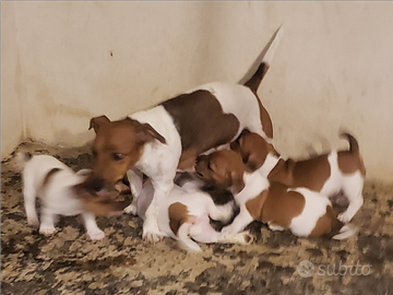 Cuccioli di Jack russel pelo corto