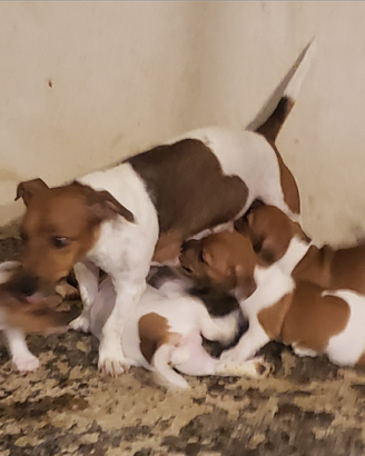 Cuccioli di Jack russel pelo corto