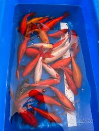 Pesci rossi carpe koi