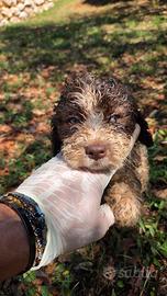 Lagotto Romagnolo 