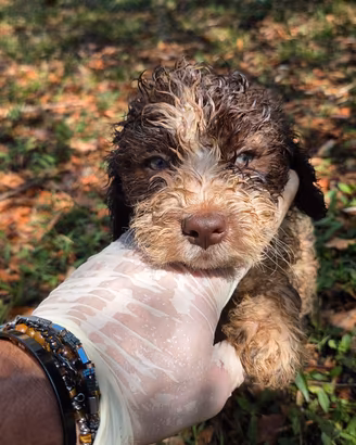 Lagotto Romagnolo 