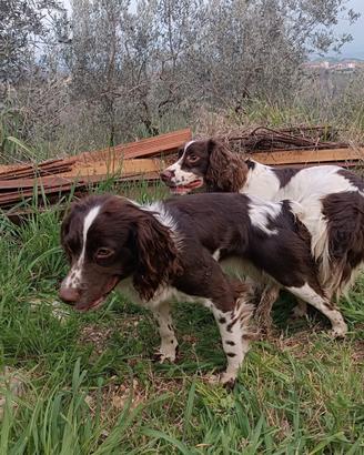 Cuccioli springer spaniel - tartufo