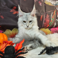 LEGGERE SOTTO Maine Coon TOP