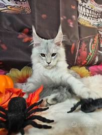 LEGGERE SOTTO Maine Coon TOP