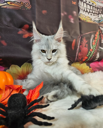 LEGGERE SOTTO Maine Coon TOP