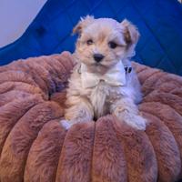 Maltipoo