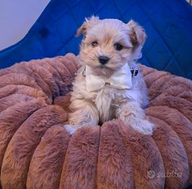 Maltipoo