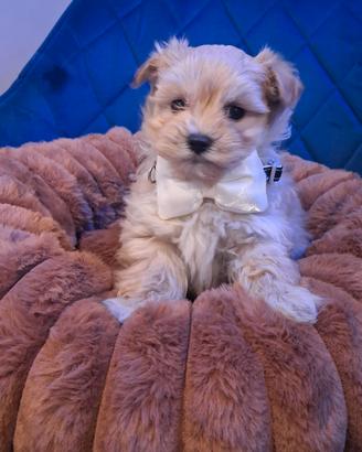 Maltipoo