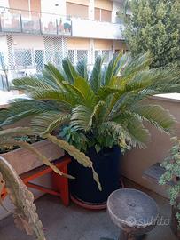 Piante Cycas in vaso