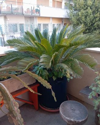 Piante Cycas in vaso