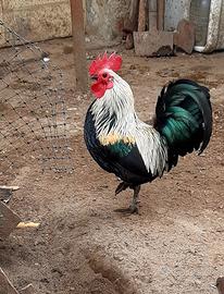 Galli