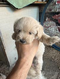 Cuccioli maltipoo