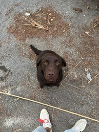 Labrador chocolate femmina con pedigree