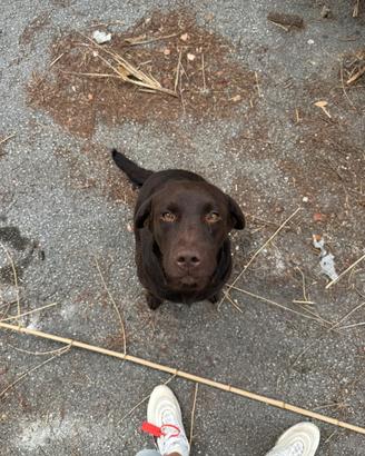 Labrador chocolate femmina con pedigree