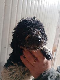 Lagotto romagnolo LEGGERE BENE