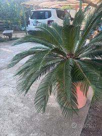 Cykas