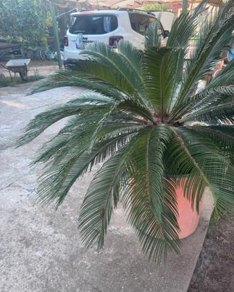 Cykas