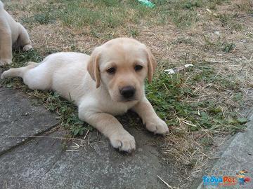 Labrador Golden Retriever mix