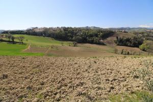 Terreno agricolo - Montottone