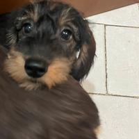 Cuccioli bassotti pelo duro nano