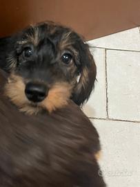 Cuccioli bassotti pelo duro nano