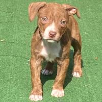 Cuccioli di American Pitbull ukc con Pedigree