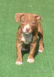Cuccioli di American Pitbull ukc con Pedigree