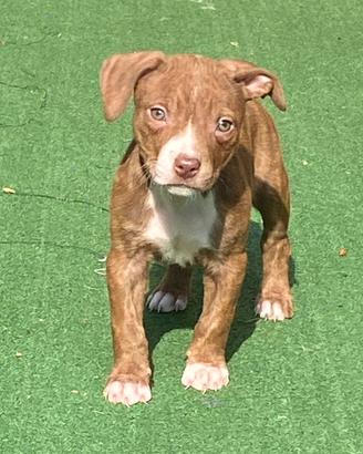 Cuccioli di American Pitbull ukc con Pedigree