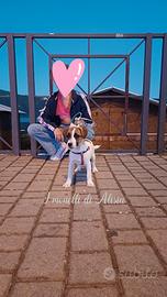 Cucciola di jack russell terrier con pedigree