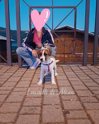 Cucciola di jack russell terrier con pedigree