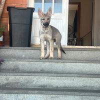 Cane lupo cecoslovacco