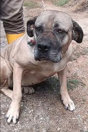 DEA CANE CORSO 5 ANNI Dea è in canile.
