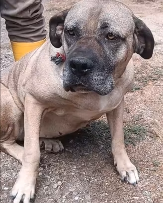 DEA CANE CORSO 5 ANNI Dea è in canile.