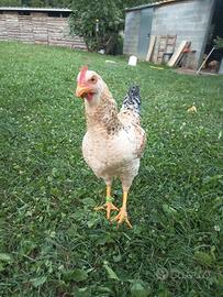 Gallo 5 mesi ammaestrato (joaquin)